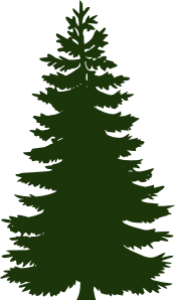 (Kuusi, Euroopankuusi, Metsäkuusi), Picea abies; heimo Pinaceae (Mäntykasvit)